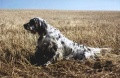 Setter Anglais ASTON DEL ZAGNIS Setter Anglais ASTON DEL ZAGNIS